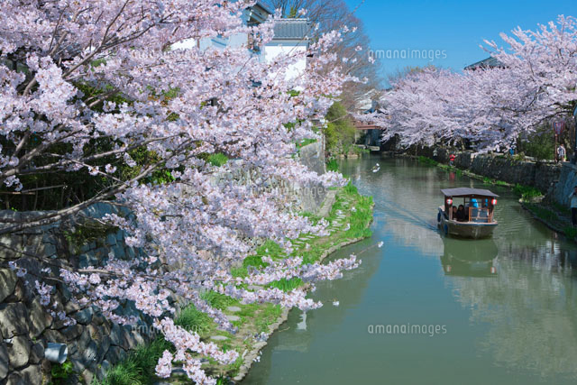 桜と八幡掘りの船めぐり
(c)NOBUAKI SUMIDA/SEBUN PHOTO