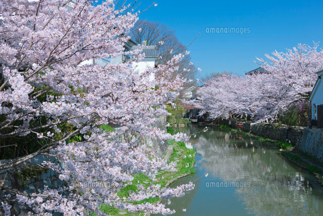 桜と八幡掘
(c)NOBUAKI SUMIDA/SEBUN PHOTO