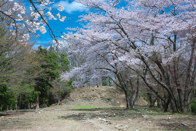 桜の小谷城跡
(c)NOBUAKI SUMIDA/SEBUN PHOTO