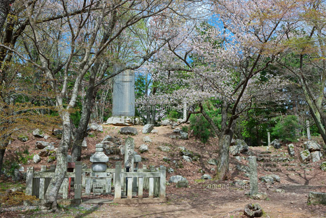 桜の小谷城跡
(c)NOBUAKI SUMIDA/SEBUN PHOTO