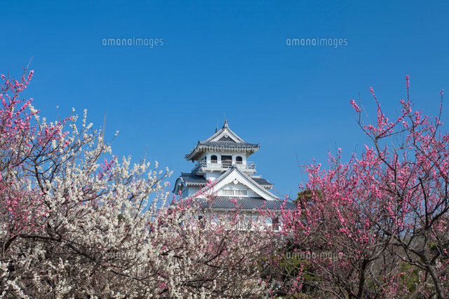 梅と長浜城
(c)NOBUAKI SUMIDA/SEBUN PHOTO