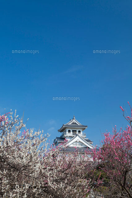 梅と長浜城
(c)NOBUAKI SUMIDA/SEBUN PHOTO