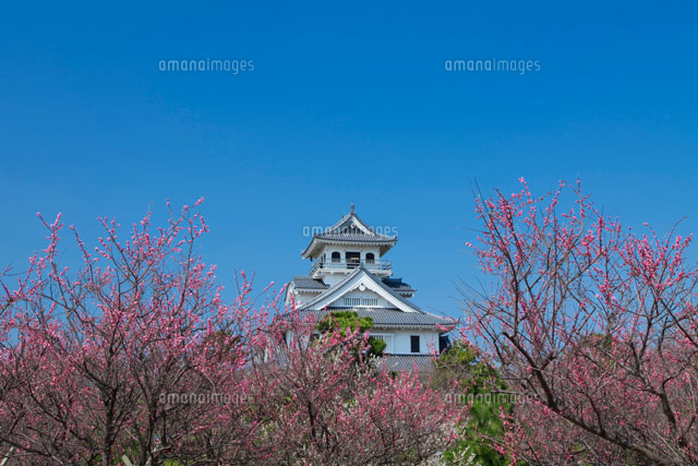 梅と長浜城
(c)NOBUAKI SUMIDA/SEBUN PHOTO