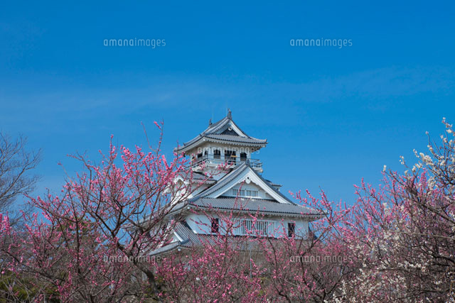 梅と長浜城
(c)NOBUAKI SUMIDA/SEBUN PHOTO