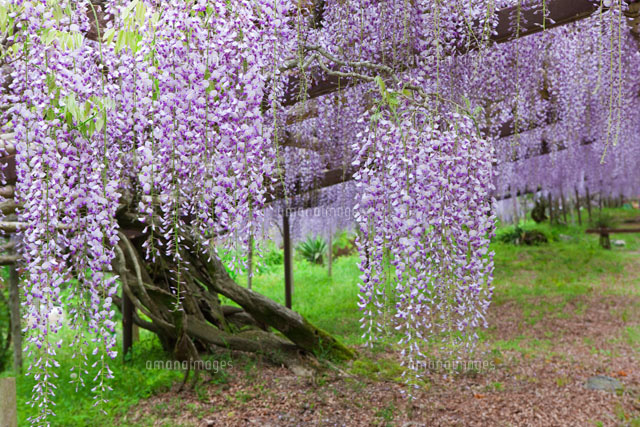 正法寺の藤の花
(c)NOBUAKI SUMIDA/SEBUN PHOTO