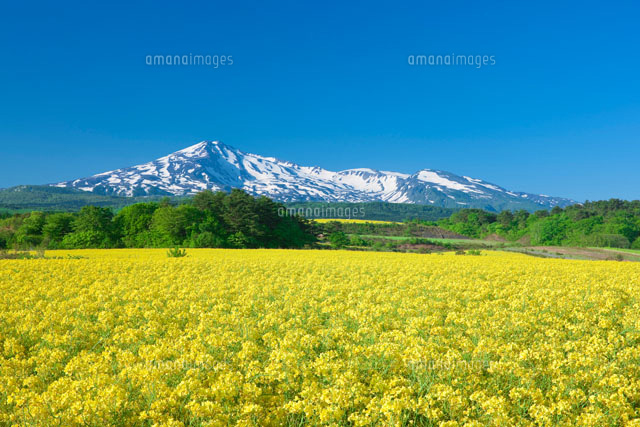 鳥海山と菜の花
(c)NOBUAKI SUMIDA/SEBUN PHOTO