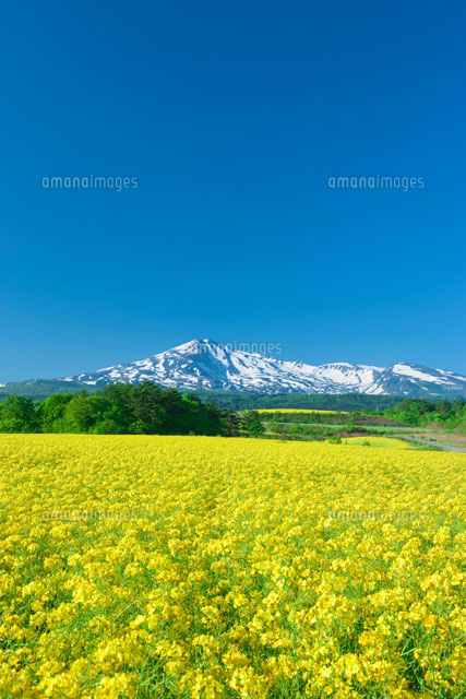 鳥海山と菜の花
(c)NOBUAKI SUMIDA/SEBUN PHOTO