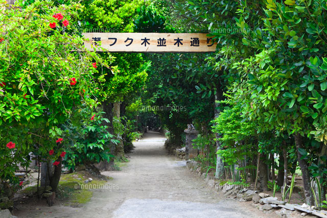 備瀬のフク木並木
(c)NOBUAKI SUMIDA/SEBUN PHOTO