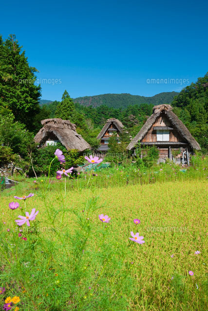 秋の白川郷
(c)NOBUAKI SUMIDA/SEBUN PHOTO