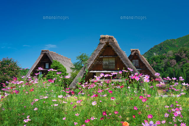 秋の白川郷
(c)NOBUAKI SUMIDA/SEBUN PHOTO
