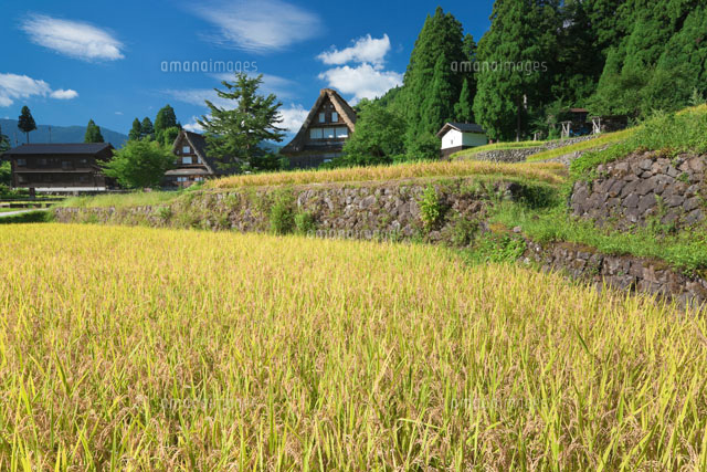 相倉合掌造と米
(c)NOBUAKI SUMIDA/SEBUN PHOTO