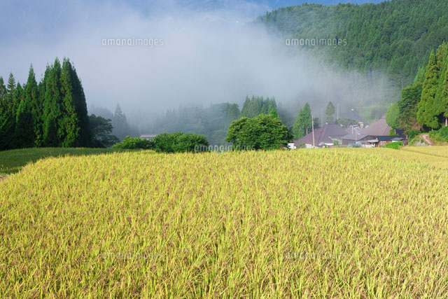 青鬼の棚田と朝霧
(c)NOBUAKI SUMIDA/SEBUN PHOTO