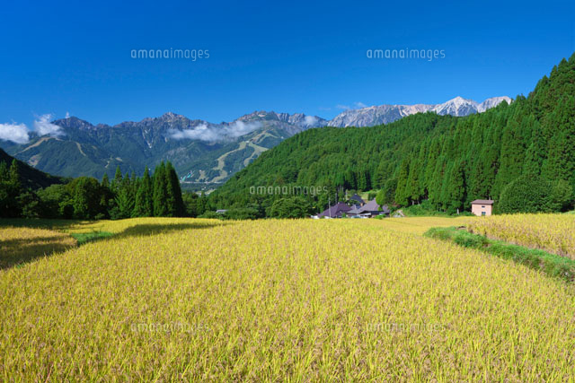 青鬼の棚田と白馬三山
(c)NOBUAKI SUMIDA/SEBUN PHOTO