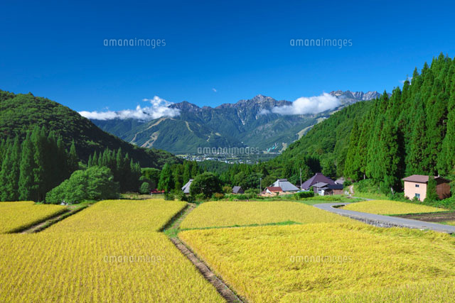 青鬼の棚田と白馬三山
(c)NOBUAKI SUMIDA/SEBUN PHOTO