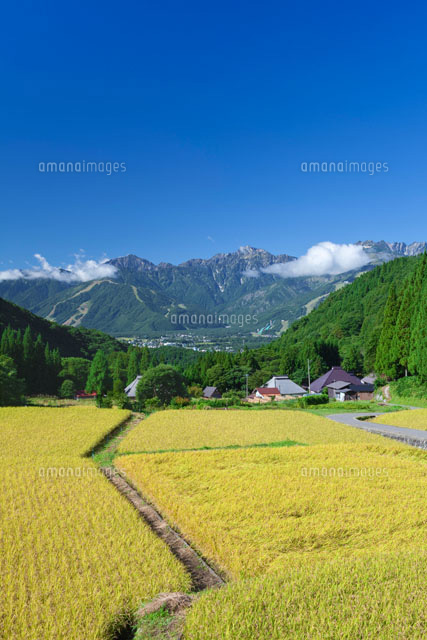 青鬼の棚田と白馬三山
(c)NOBUAKI SUMIDA/SEBUN PHOTO