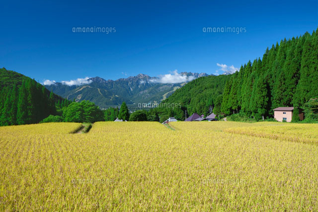 青鬼の棚田と白馬三山
(c)NOBUAKI SUMIDA/SEBUN PHOTO