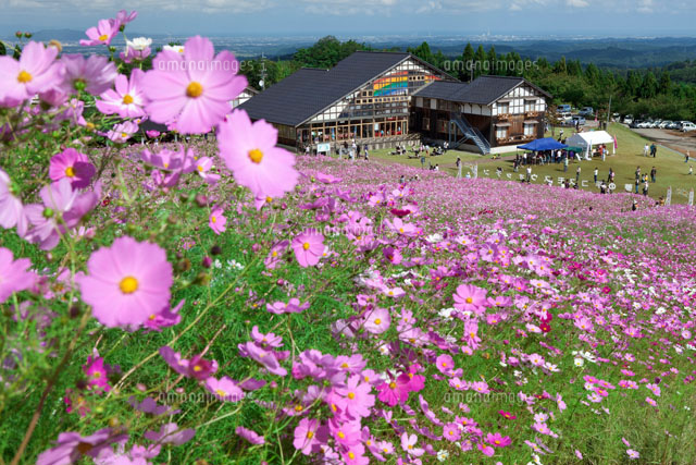 となみ夢の平のコスモス
(c)NOBUAKI SUMIDA/SEBUN PHOTO