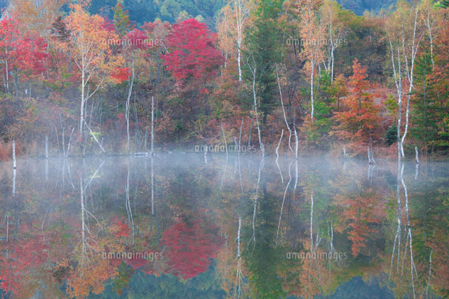 紅葉のまいめ池の朝
(c)NOBUAKI SUMIDA/SEBUN PHOTO