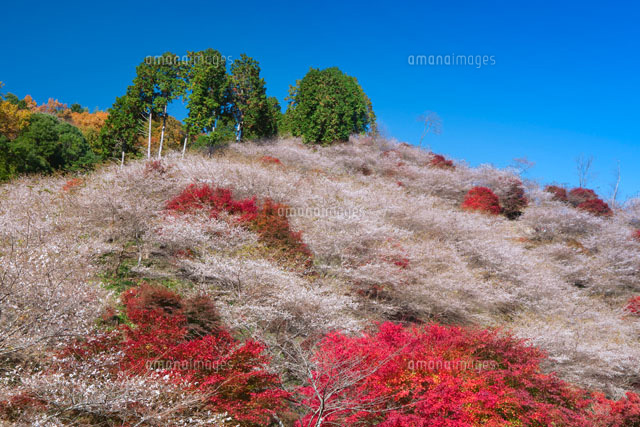 川見四季桜の里
(c)NOBUAKI SUMIDA/SEBUN PHOTO