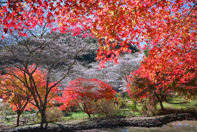 宮代町の四季桜
(c)NOBUAKI SUMIDA/SEBUN PHOTO