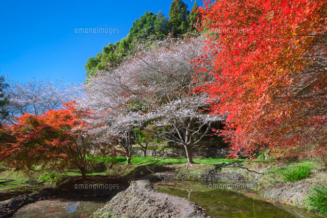 宮代町の四季桜
(c)NOBUAKI SUMIDA/SEBUN PHOTO