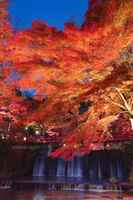 紅葉の岩屋堂のライトアップ
(c)NOBUAKI SUMIDA/SEBUN PHOTO