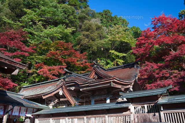 紅葉の大矢田神社の本殿
(c)NOBUAKI SUMIDA/SEBUN PHOTO