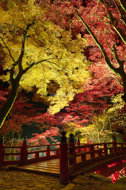 紅葉の両界山横蔵寺のライトアップ
(c)NOBUAKI SUMIDA/SEBUN PHOTO