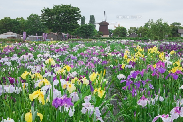 新旭ハナショウブ園
(c)NOBUAKI SUMIDA/SEBUN PHOTO
