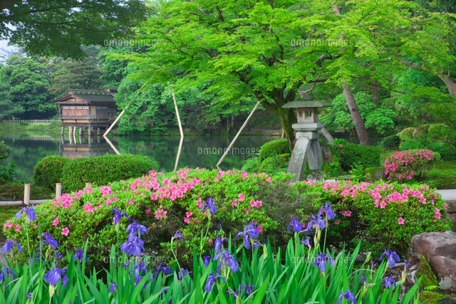 新緑の兼六園と徽軫灯籠
(c)NOBUAKI SUMIDA/SEBUN PHOTO
