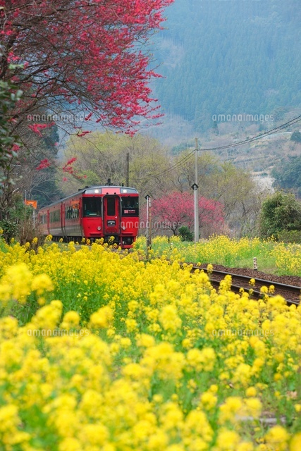 菜の花と肥薩線
(c)NOBUAKI SUMIDA/SEBUN PHOTO