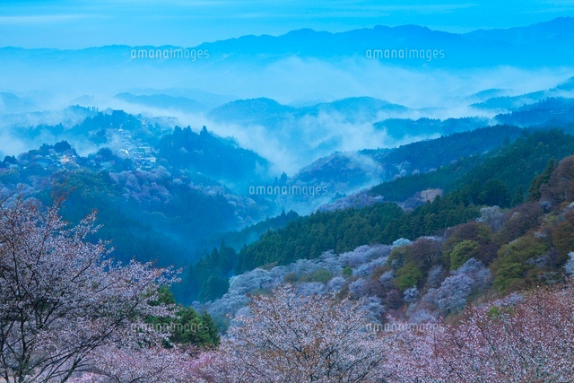吉野山の桜と雲海
(c)NOBUAKI SUMIDA/SEBUN PHOTO