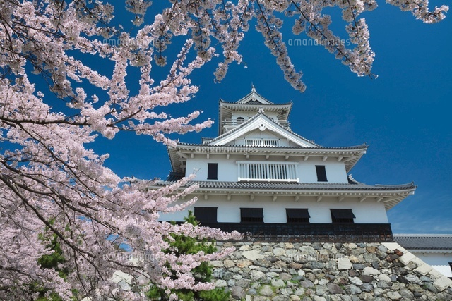 長浜城と桜
(c)NOBUAKI SUMIDA/SEBUN PHOTO