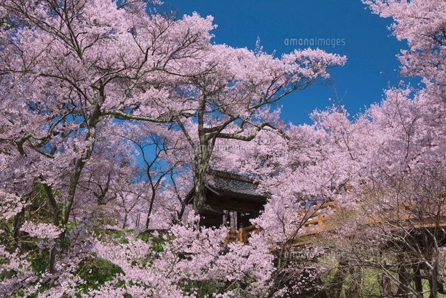 高遠城址公園の桜と桜雲橋
(c)NOBUAKI SUMIDA/SEBUN PHOTO