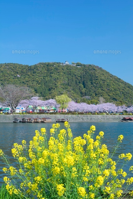 岩国城とナノハナ
(c)NOBUAKI SUMIDA/SEBUN PHOTO