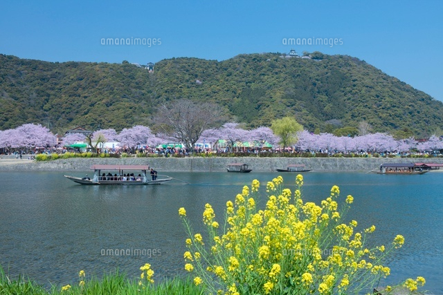岩国城 菜の花咲く錦川と船
(c)NOBUAKI SUMIDA/SEBUN PHOTO