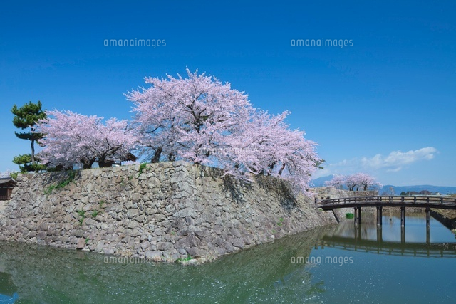 松代城跡と桜
(c)NOBUAKI SUMIDA/SEBUN PHOTO