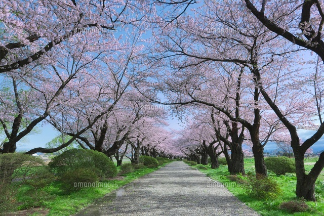 北上展勝地の桜並木
(c)NOBUAKI SUMIDA/SEBUN PHOTO