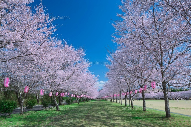 忠元公園の桜並木
(c)NOBUAKI SUMIDA/SEBUN PHOTO