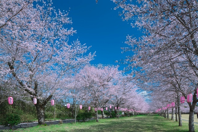 忠元公園の桜並木
(c)NOBUAKI SUMIDA/SEBUN PHOTO