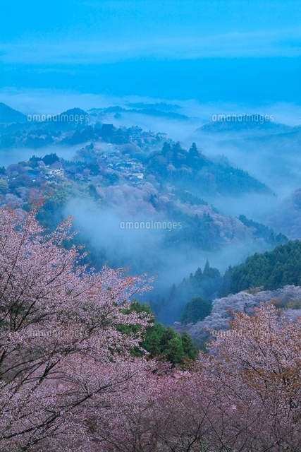 吉野山の桜と雲海
(c)NOBUAKI SUMIDA/SEBUN PHOTO
