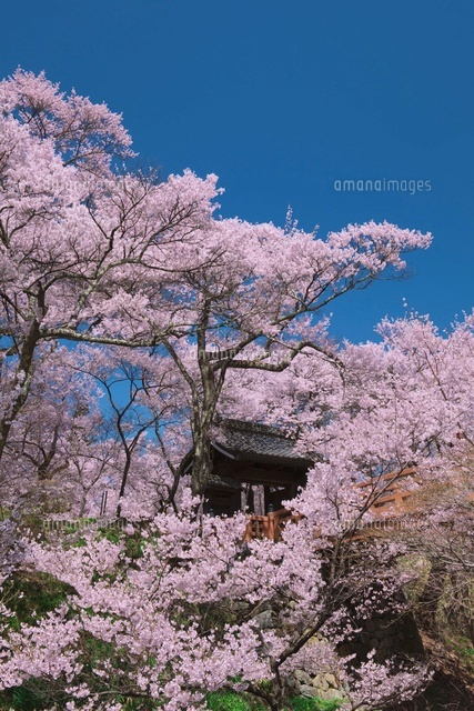 高遠城址公園の桜と桜雲橋
(c)NOBUAKI SUMIDA/SEBUN PHOTO