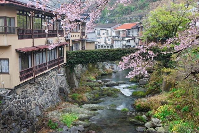 湯の鶴温泉と湯出川と桜
(c)NOBUAKI SUMIDA/SEBUN PHOTO