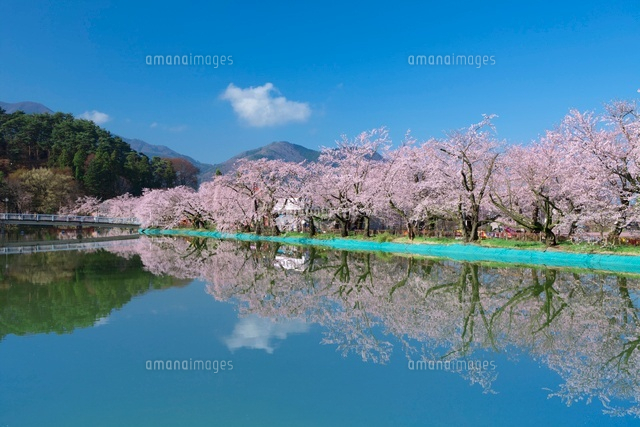 臥龍公園の桜と竜ヶ池
(c)NOBUAKI SUMIDA/SEBUN PHOTO