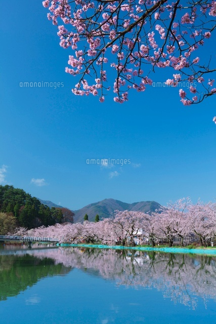 臥龍公園の桜と竜ヶ池
(c)NOBUAKI SUMIDA/SEBUN PHOTO