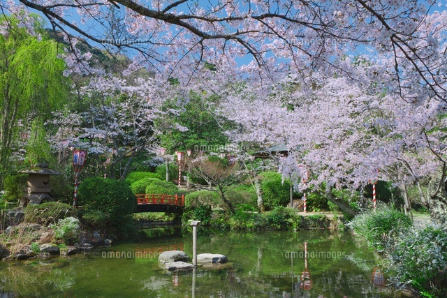 桜の打吹公園と羽衣池
(c)NOBUAKI SUMIDA/SEBUN PHOTO
