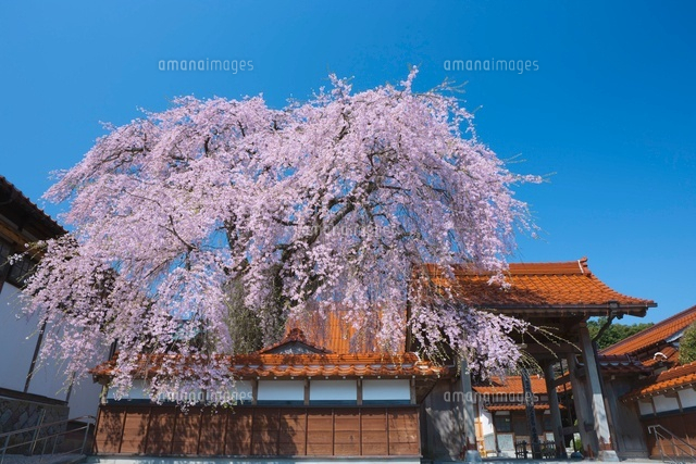 極楽寺のしだれ桜
(c)NOBUAKI SUMIDA/SEBUN PHOTO