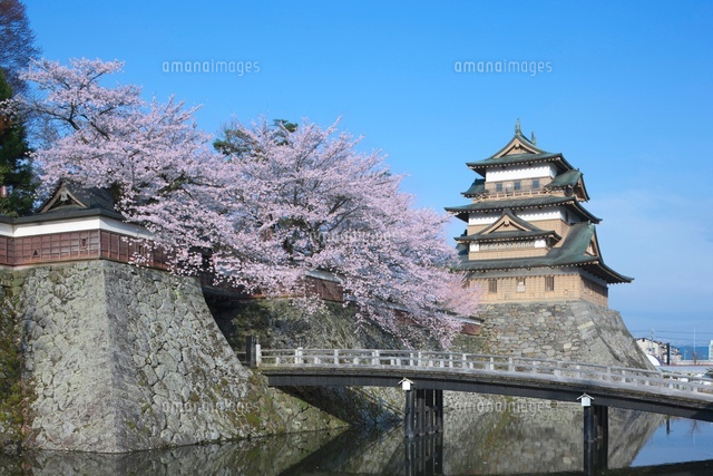 高島城と桜
(c)NOBUAKI SUMIDA/SEBUN PHOTO