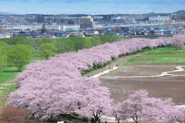 北上展勝地の桜並木
(c)NOBUAKI SUMIDA/SEBUN PHOTO