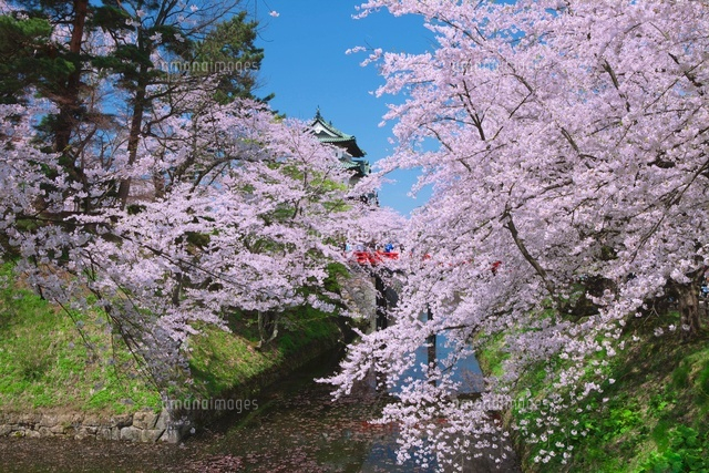弘前城の桜と下乗橋
(c)NOBUAKI SUMIDA/SEBUN PHOTO